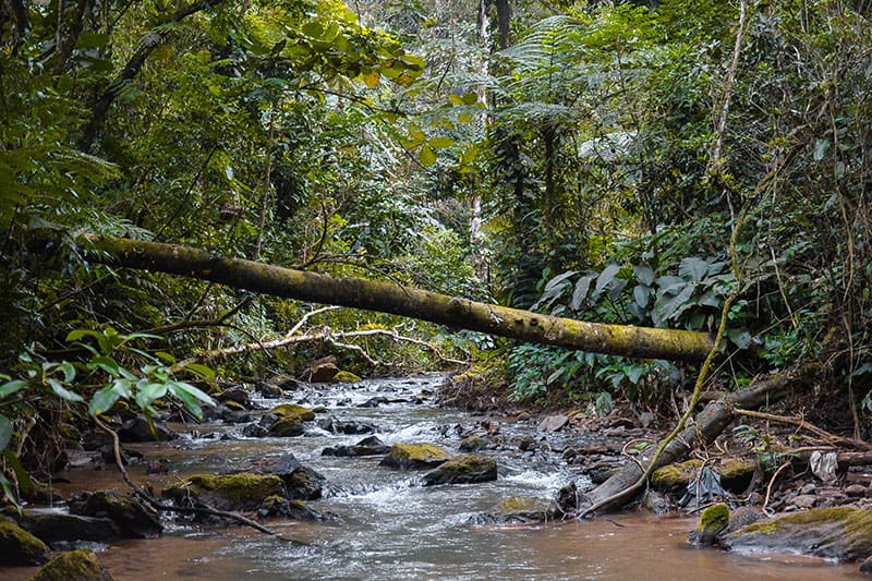 Acervo de campo da Biotropica — fauna, flora e biomas